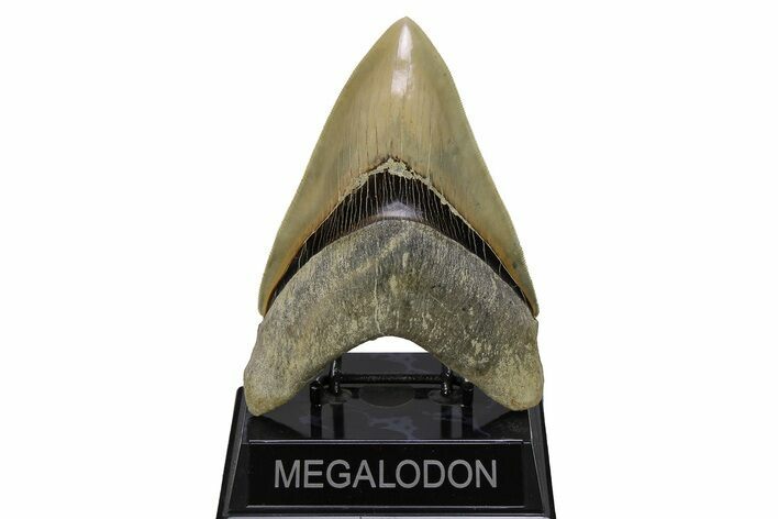 Serrated, Fossil Megalodon Tooth - Indonesia #279213